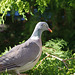pigeon ramier - palombe