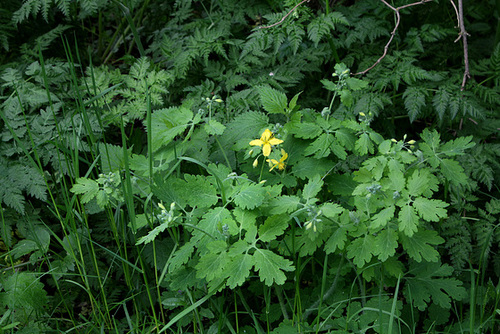 Chélidoine (2) Chélidoine (2)