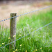 Fence with barbed wire and buttercups.