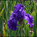 Iris bleu Cayeux