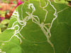 Some bug loves the leaf of the nasturtium