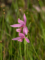 Pogonia ophioglossoides (Rose Pogonia orchid, Snakemouth orchid)