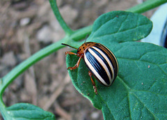 False Potato Beetle