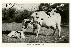 Pauline, the President's Cow