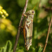 Grasshopper details