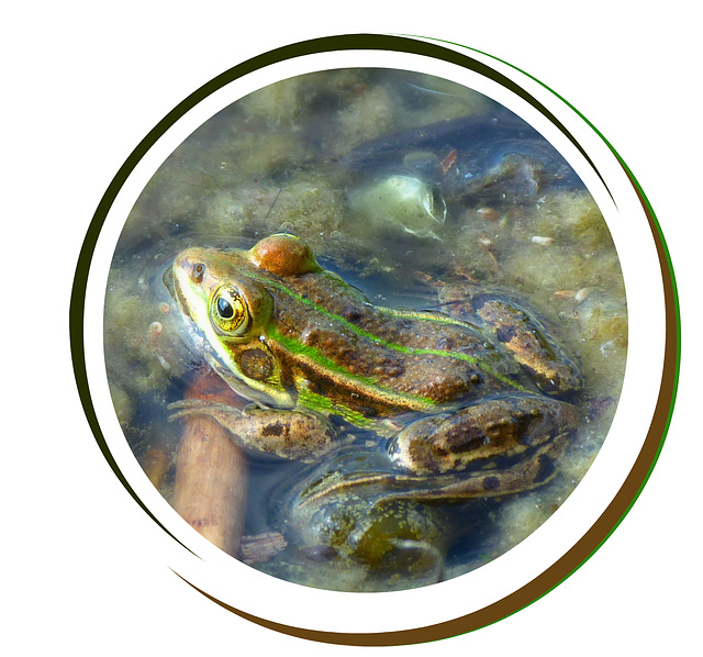 Cooler Frosch Cooler Frosch