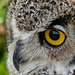 Reflected in the eye of an owl