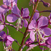 Fireweed - for a change of colour
