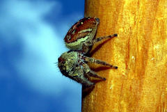 Jumping Spider - Phidippus clarus