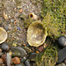 Many old limpet shells dotted around the shore
