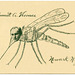 Emmett A. Thomas, Mosquito, Newark, N.J.