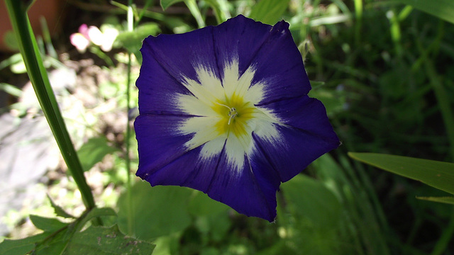Another lovely blue wildflower