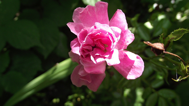 A gorgeous little rambling rose