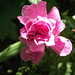 A gorgeous little rambling rose