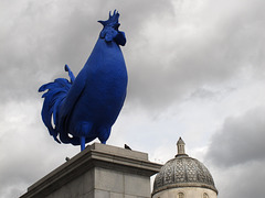 Blue Cock 2