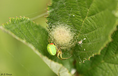 Green Orb-weaver with Egg Sac