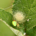 Green Orb-weaver with Egg Sac