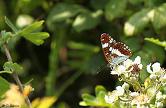White Admiral Side On