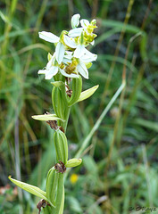 Bee Orchid Ophrys apifera var. chlorantha