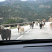 Sharing the Road in Corsica