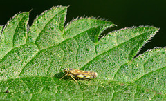 Leafhopper...on a leaf!
