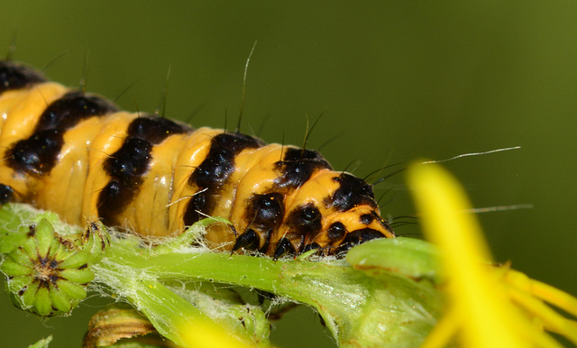 Caterpillar. Cinnabar Moth