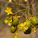 Yellow Kapok with large ants...