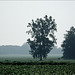 Tree, Field, Fog
