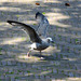 Juvenile Gull trying to ﬂy