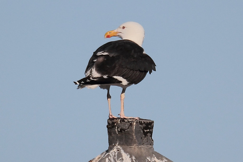 Great black-backed gull (Larus marinus)