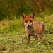 Fox in hayfield