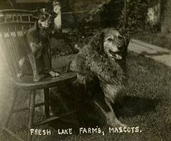 Fresh Lake Farm's Mascots