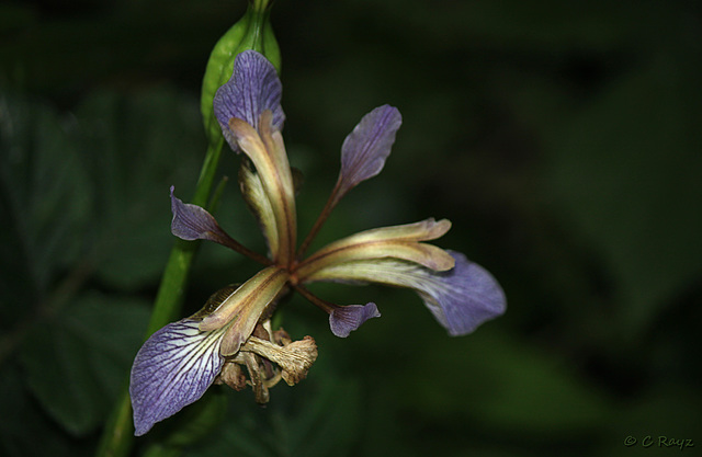 Stinking Iris Iris foetidissima