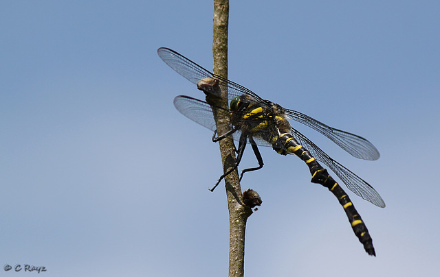 Golden-ringed Dragonfly Cordulegaster boltonii