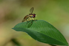 Hoverflies are so cool