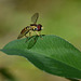 Hoverflies are so cool