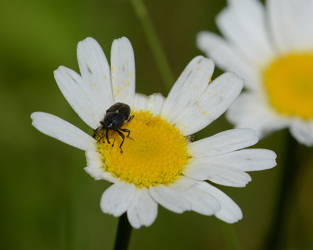 How weevils work