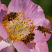 1-10 project: 3 Bees in a Poppy