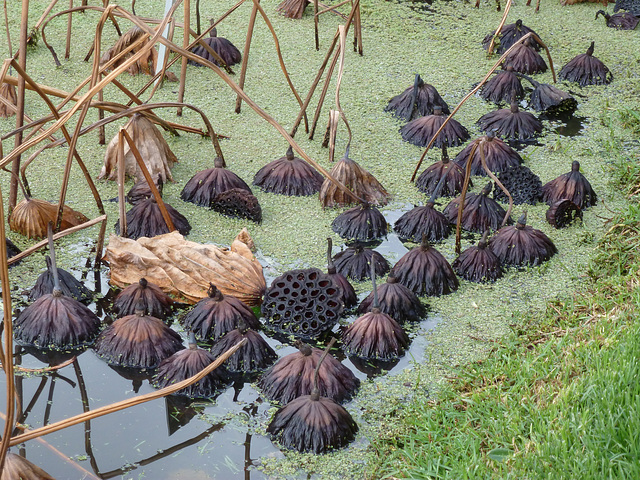 Lotus pool in winter