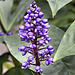 Purple Bromeliad – Botanical Garden, Montréal, Québec