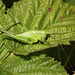 Great Green Bush Cricket Tettigonia viridissima