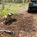 Stump removal along the trail