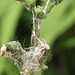 A weed being totally enwrapped with cobwebs