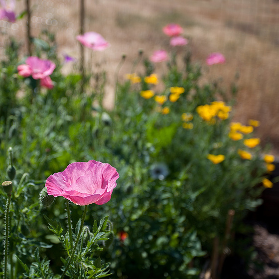 Bright Pink Corn Poppy in a Sea of Flowers