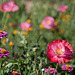 Ruby Corn Poppy with Blush Pink Center in a Sea of Flowers