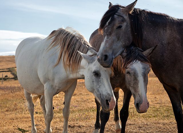 3_horses 3_horses