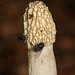Common Stinkhorn Fungi Phallus impudicus