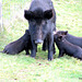 The Three Little Pigs Plus One Plus Mother