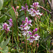 Amerorchis rotundifolia (Round-leaf orchid)