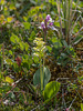 Platanthera obtusata subsp. obtusata forma collectanea and Amerorchis rotundifolia (Round-leaf orchid)